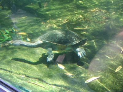 zoo turtle