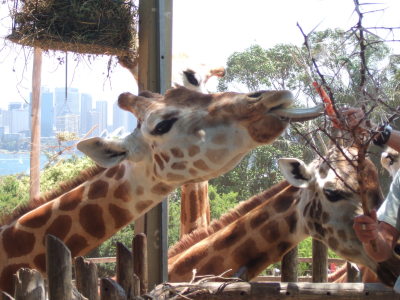 zoo giraffer