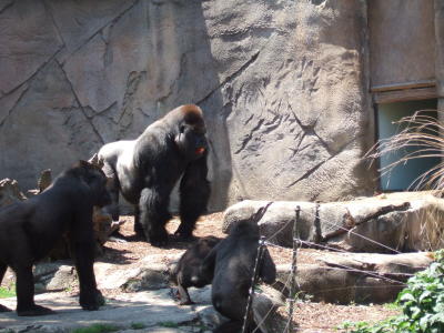zoo orangutanger schimpanser