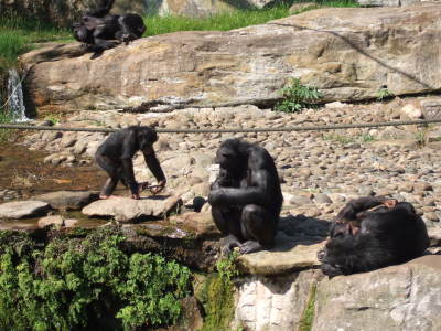 zoo schimpanser 2