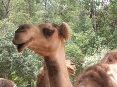 zoo kamel