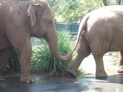 zoo sota elefanter