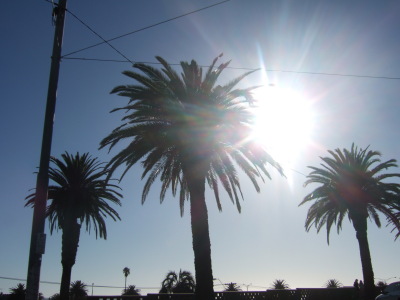 St Kilda palmer