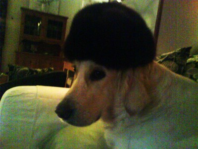 Hund i hatt