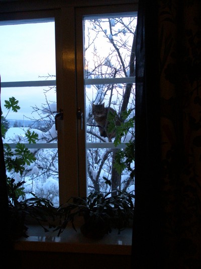 Kajsa tittar in genom fönstret på andra våningen