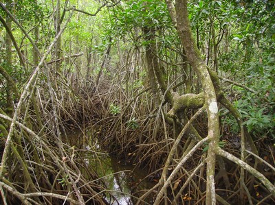 Mangrove rotter :)