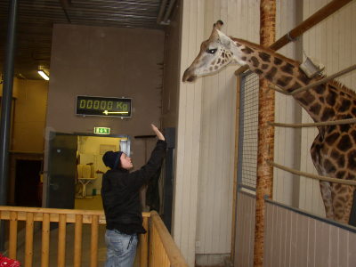 Pillan och giraffen