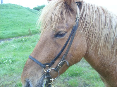 Min favvohäst hos ELD-HESTAR på Island. Bleiken heter han. jag red också på en med konstigt namn, Bruno och Blida.