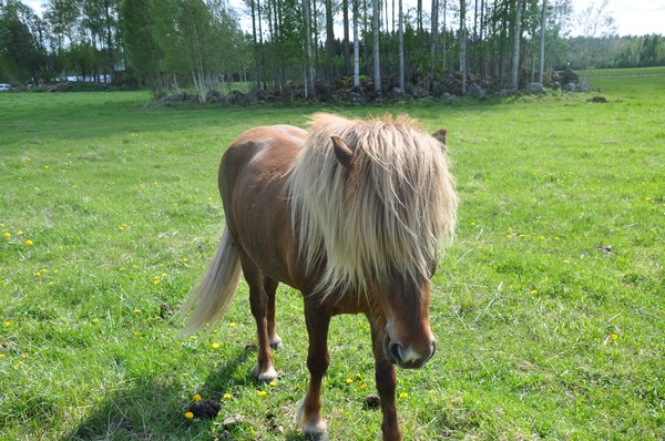 Här är Mistrello från Mackmyra. Hästen som jag är fodervärd på! Hur fin, gullig och snäll som helst! :) Lite konstig bild bara ;P