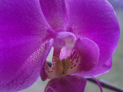 orkidé