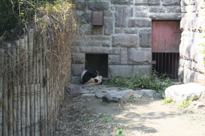 Trött Panda