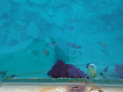 Marinan i Hurghada, häftigt klart vatten!