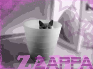 Webcam zappa