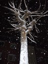 Så här kan det se ut en snöig kväll i Gimo. Jag gillar den här bilden, tyvärr fick jag inte med hela trädet. När jag skulle hem så hade det slutat snöa, så jag kunde inte ta en ny bild.