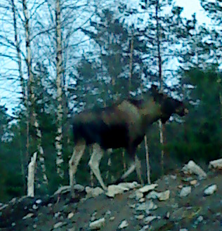 I saw a Elk on my way to snowtown.