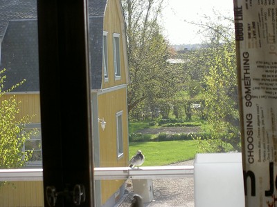 Denna bilden tog jag i morse genom mitt vardagsrumsfönster söt liten bild på denna Sädesärla.