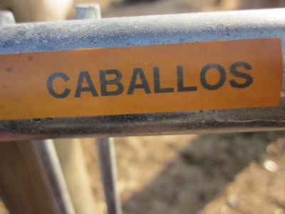 Caballos=hästar på spanska
