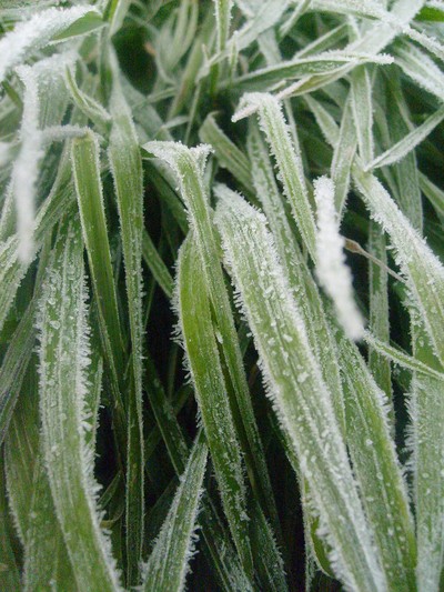Frostigt gräs :)