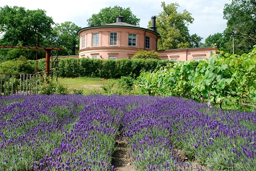 Rosendals trädgård 