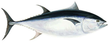 tonfisk