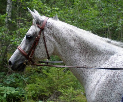 Silver den söta hästen som jag har i min ägo <3