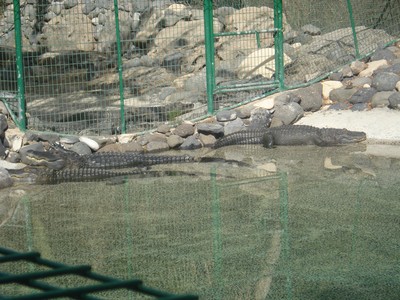 Aligatorer från fuerteventura