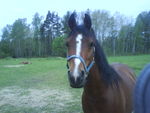 Min häst Wyper