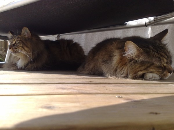 Calibra & Zazzi vilar under min solsäng här i värmen ;) 