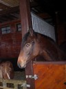 Dessa 2 hästar är Sofia´s.Minstingen till vänster är underbart söta Pyret!! =) Å till höger så har vi lill fia som har den snygga Tornesch till Pappa!! =)